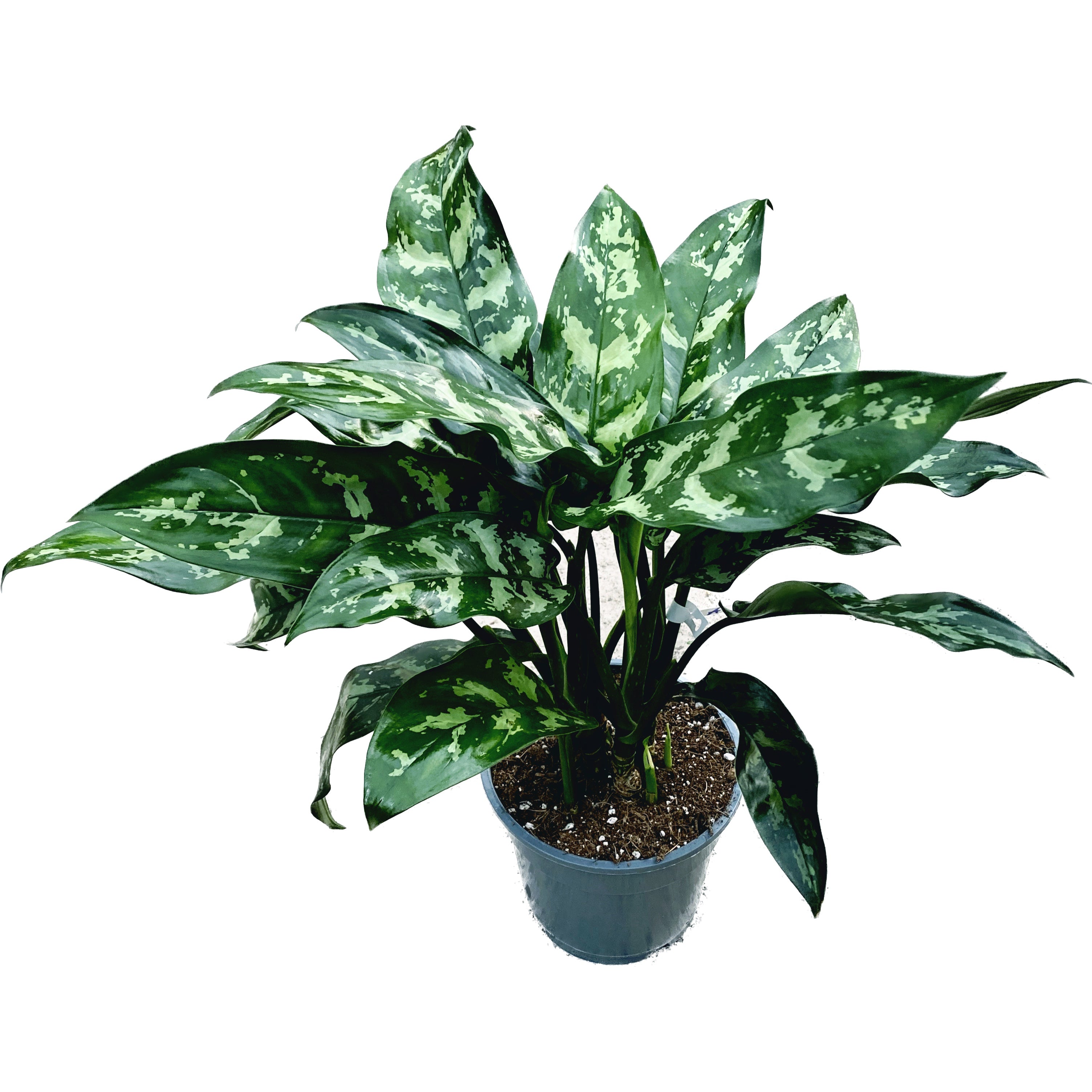 Aglaonema 'Juliette' - exemplare XL (2 plante/ghiveci)