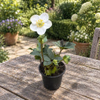 Helleborus Niger Christmas Carol (Rosa di Natale, Elleboro)
