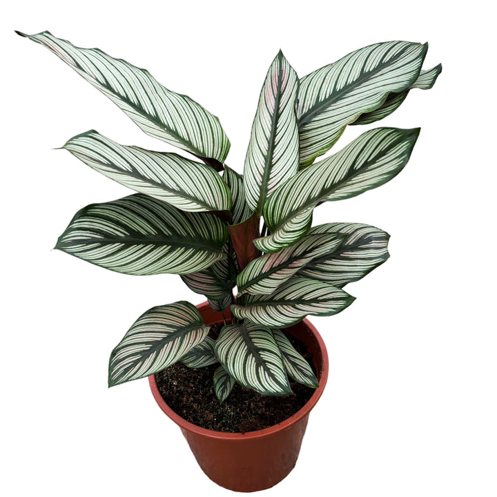 Calathea majestica Whitestar