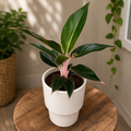Aglaonema 'Sapphire'