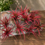 Planta de aire Tillandsia Red Abdita