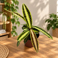 Labisia obtusifolia 'Jabi' - rare tropical plant with spectacular variegated foliage