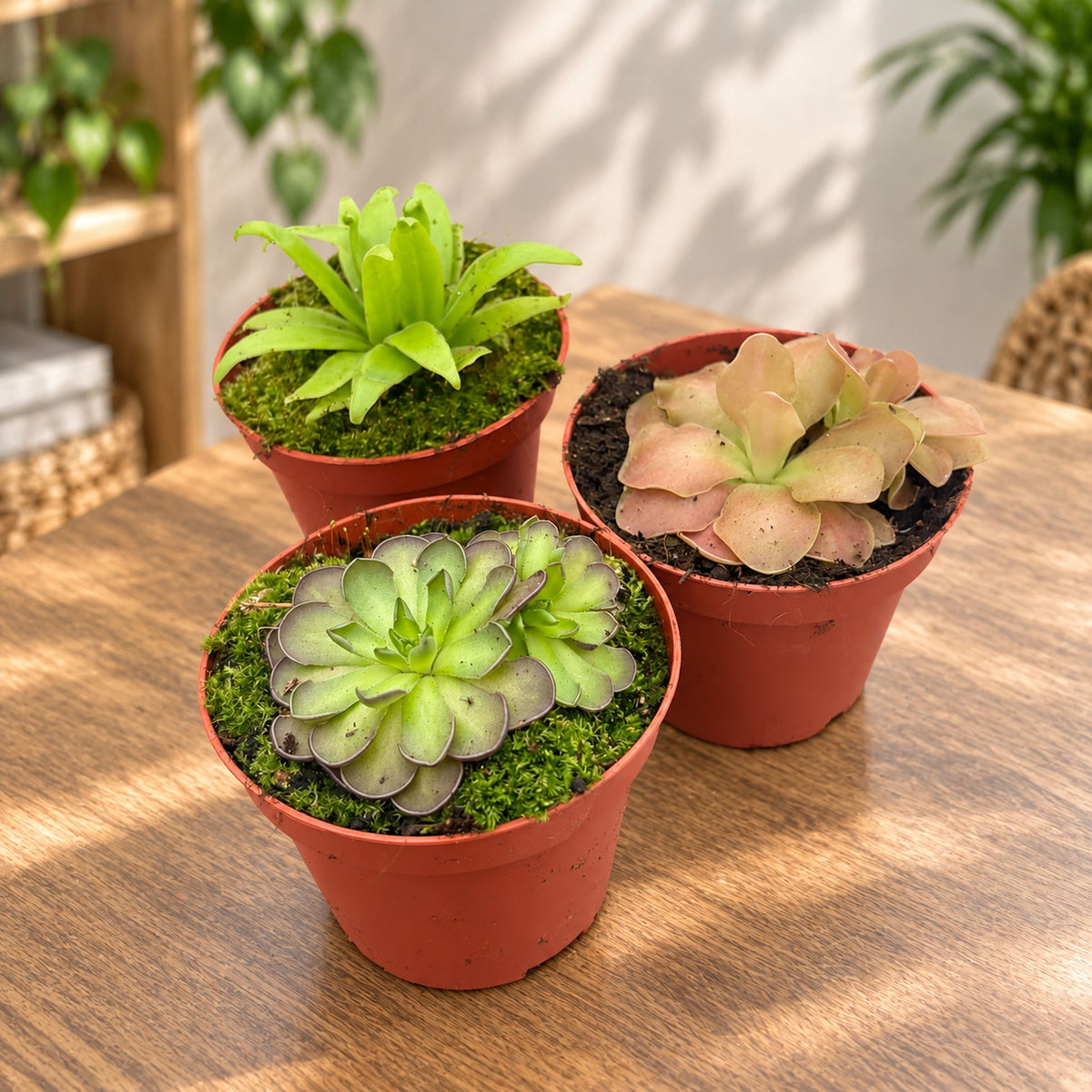 Pinguicula mix - nježna mesožderka s ljepljivim listovima i spektakularnim cvjetovima