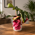 Medinilla magnifica 'Dolce Rossa' - Fleur du Roi