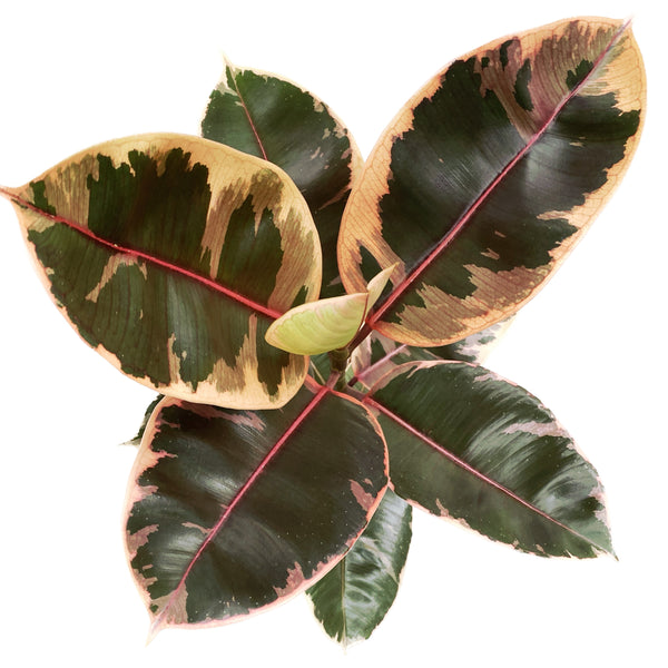 Ficus elastica Belize (Ruby) XL