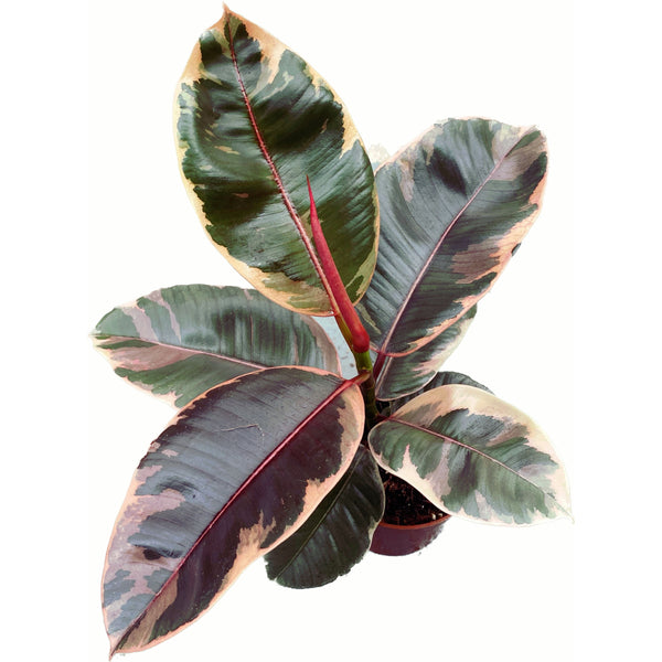 Ficus elastica Belize (Ruby) - leaves in 3 colors