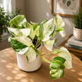 Epipremnum aureum ‘Manjula’ (Happy Leaf) 3-4 Pflanzen/Topf