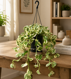 Epipremnum (Scindapsus) aureum 'N'joy' - esemplari XL