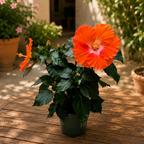 Hibiscus rosa-sinensis ‘Pomona’ – hibiscus tropical cu flori portocalii, centru luminos