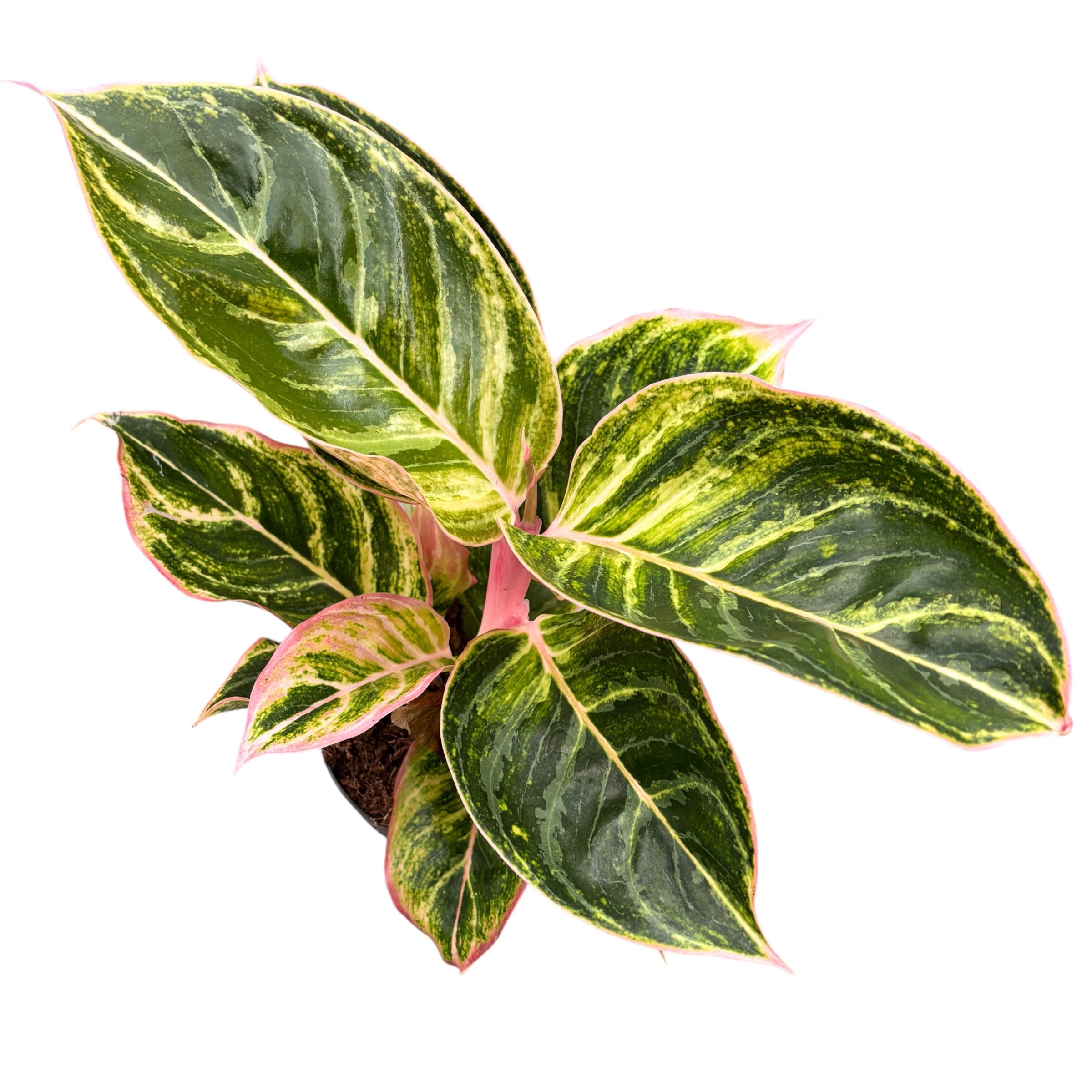 Aglaonema 'Zebrina Pink'