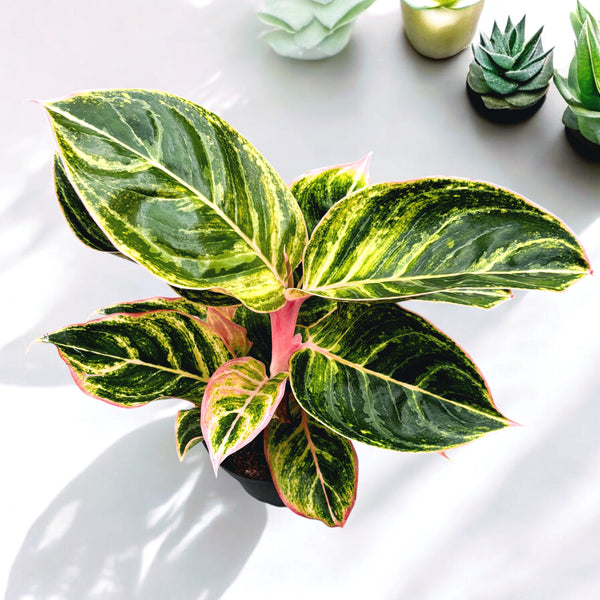 Aglaonema 'Zebrina Pink'