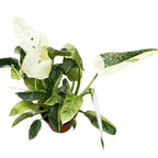 Philodendron Jose Buono (PJB02) 3pp