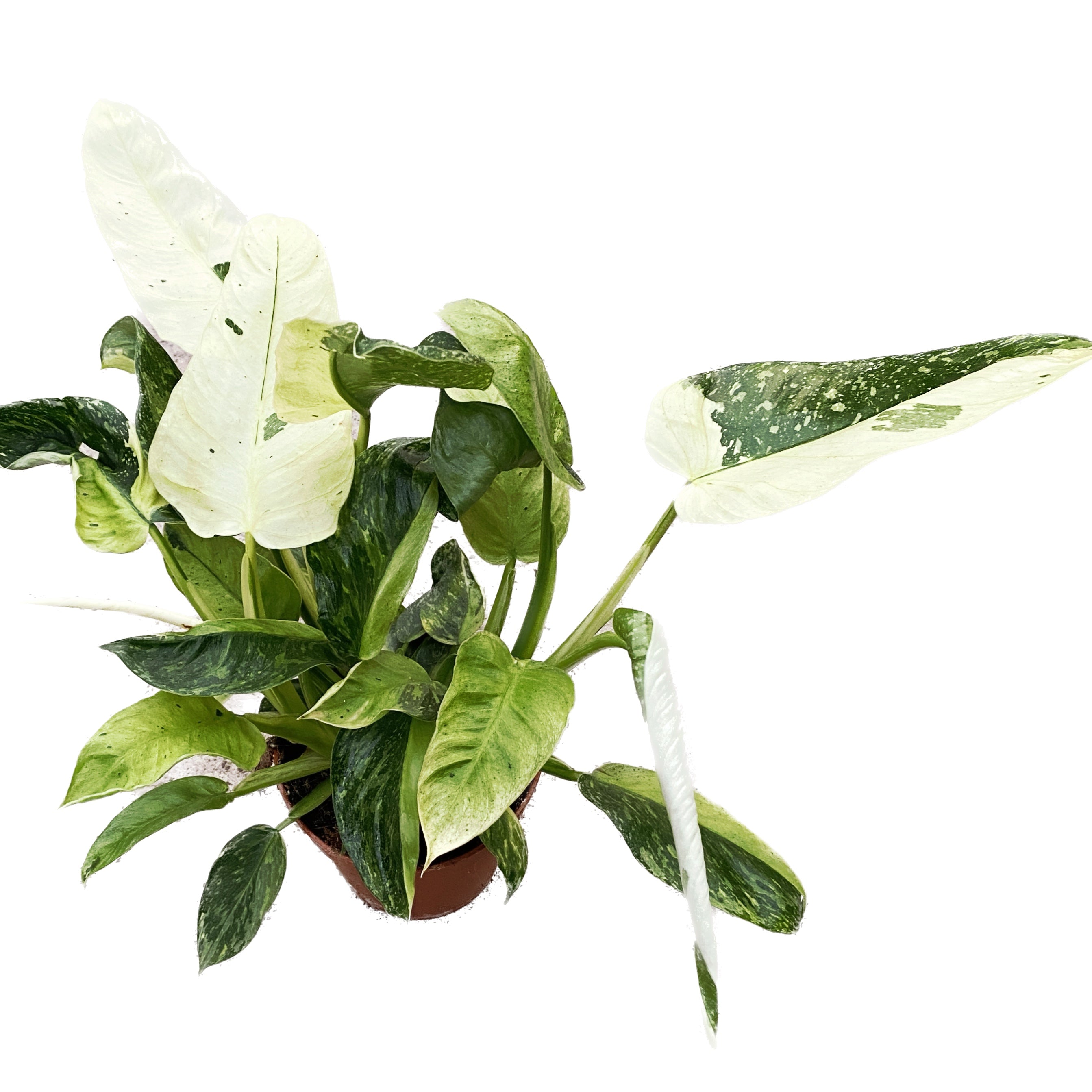 Philodendron Jose Buono (PJB02) 3pp