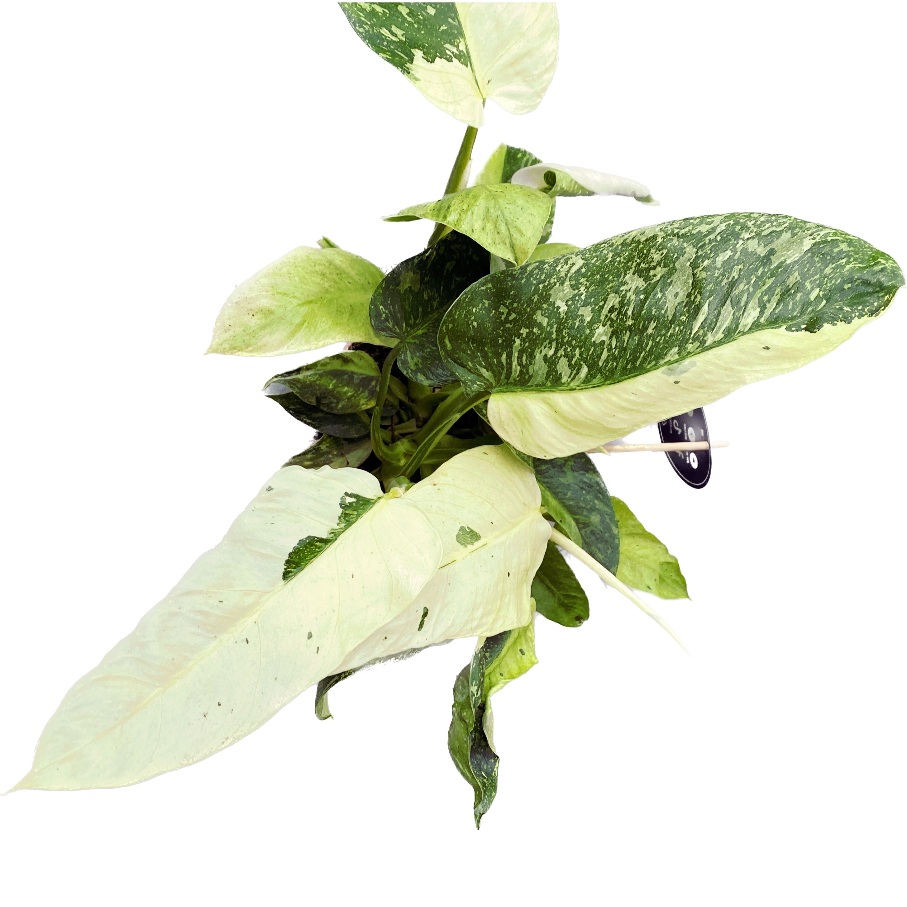 Philodendron Jose Buono (PJB02) 3pp