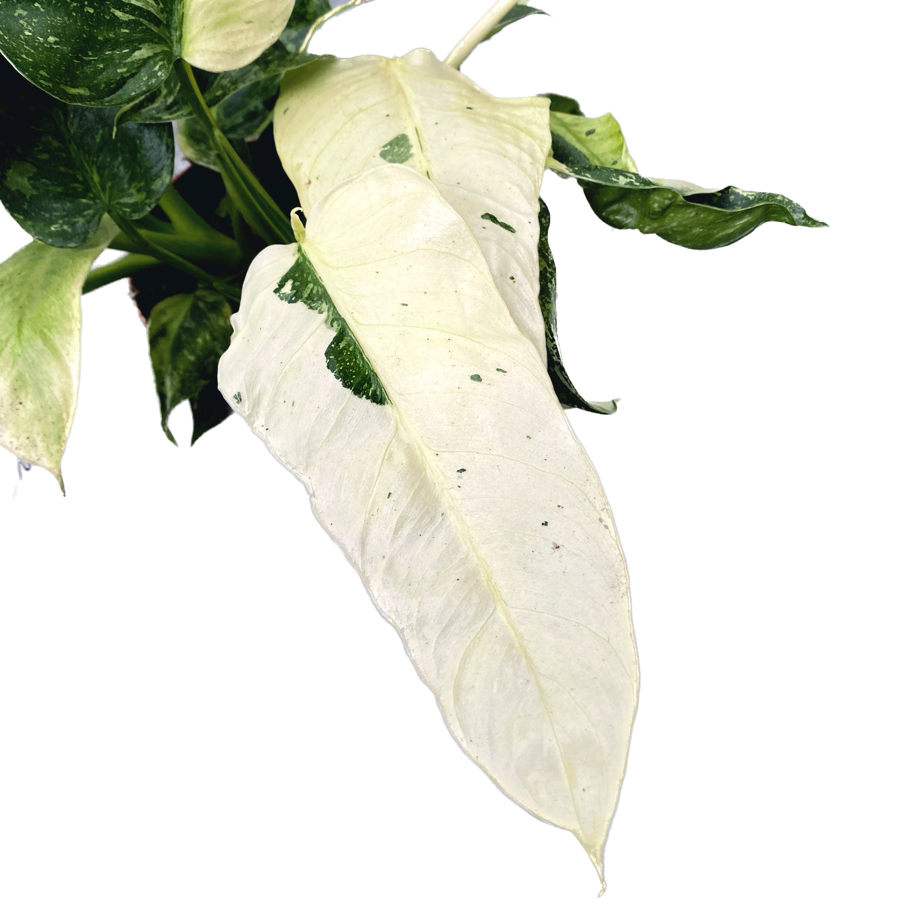 Philodendron Jose Buono (PJB02) 3pp