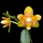 Phalaenopsis Yaphon Perbalm (pelorica)