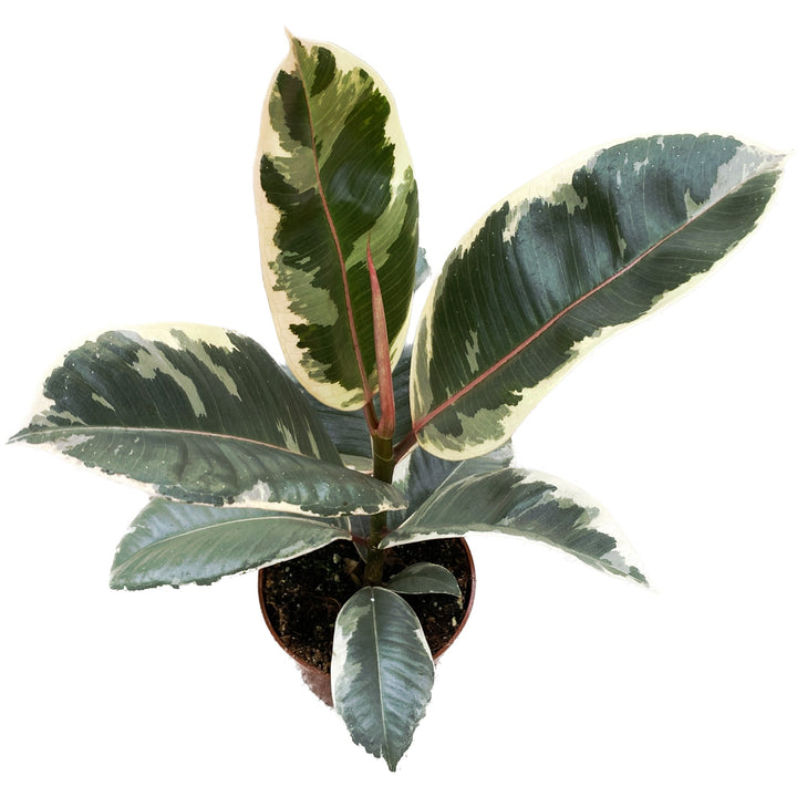 Ficus elastica Tineke (Variegated Rubber Plant)