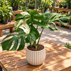 Monstera deliciosa 'Variegata' D15 - XL specimens