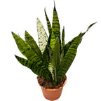 Sansevieria Trifasciata Zeylanica D17
