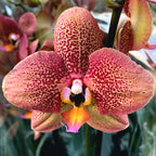Phalaenopsis Toulon