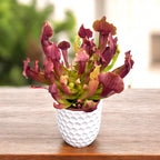 Sarracenia Maroon - Kannenpflanze