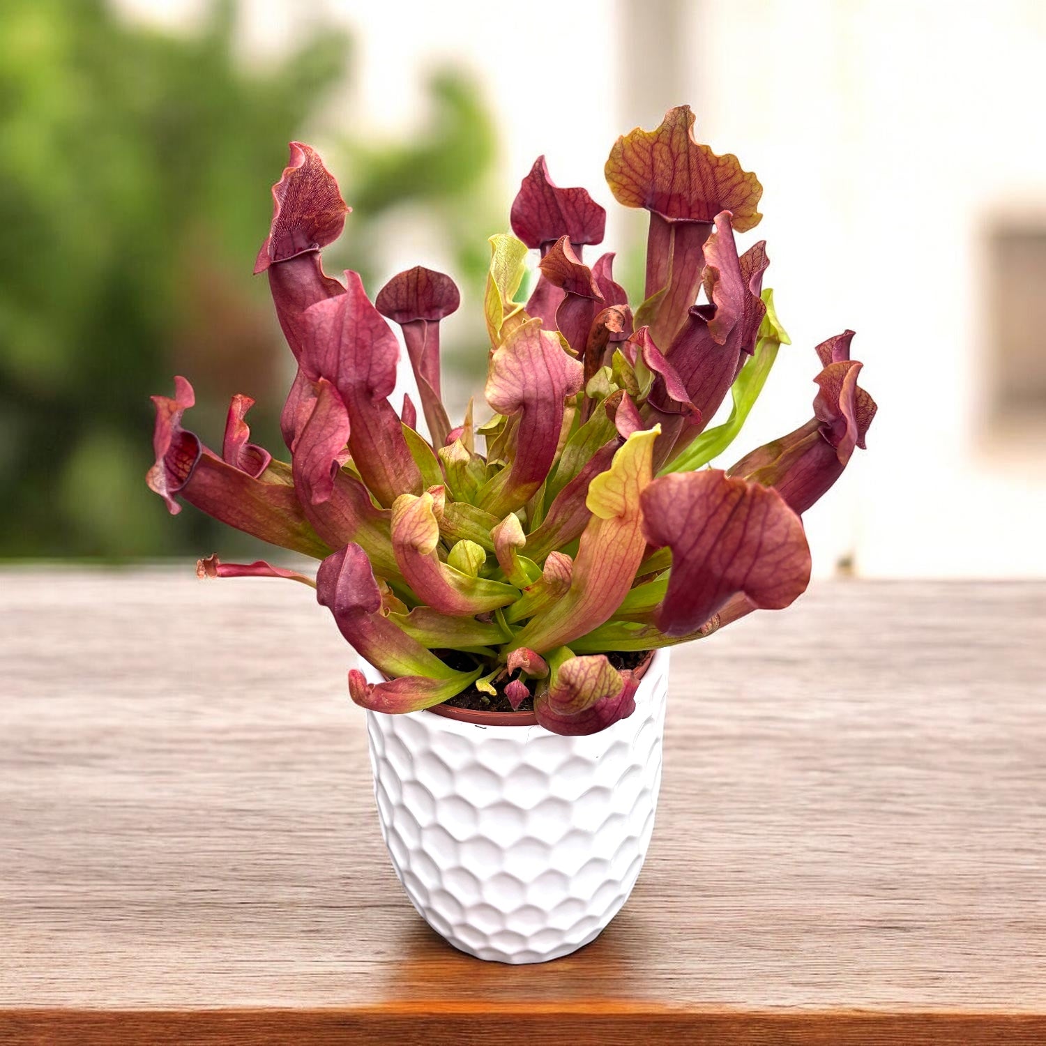 Sarracenia Maroon - Kannenpflanze