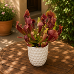 Sarracenia Maroon - Kannenpflanze