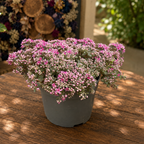 Sedum cauticola 'Lidakense' - iarba grasa