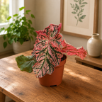 Begonia 'Midnight Sun'