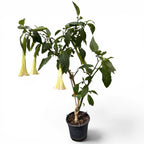 Trompeta ingerilor roz - Brugmansia arborea, flori parfumate, exemplare XL