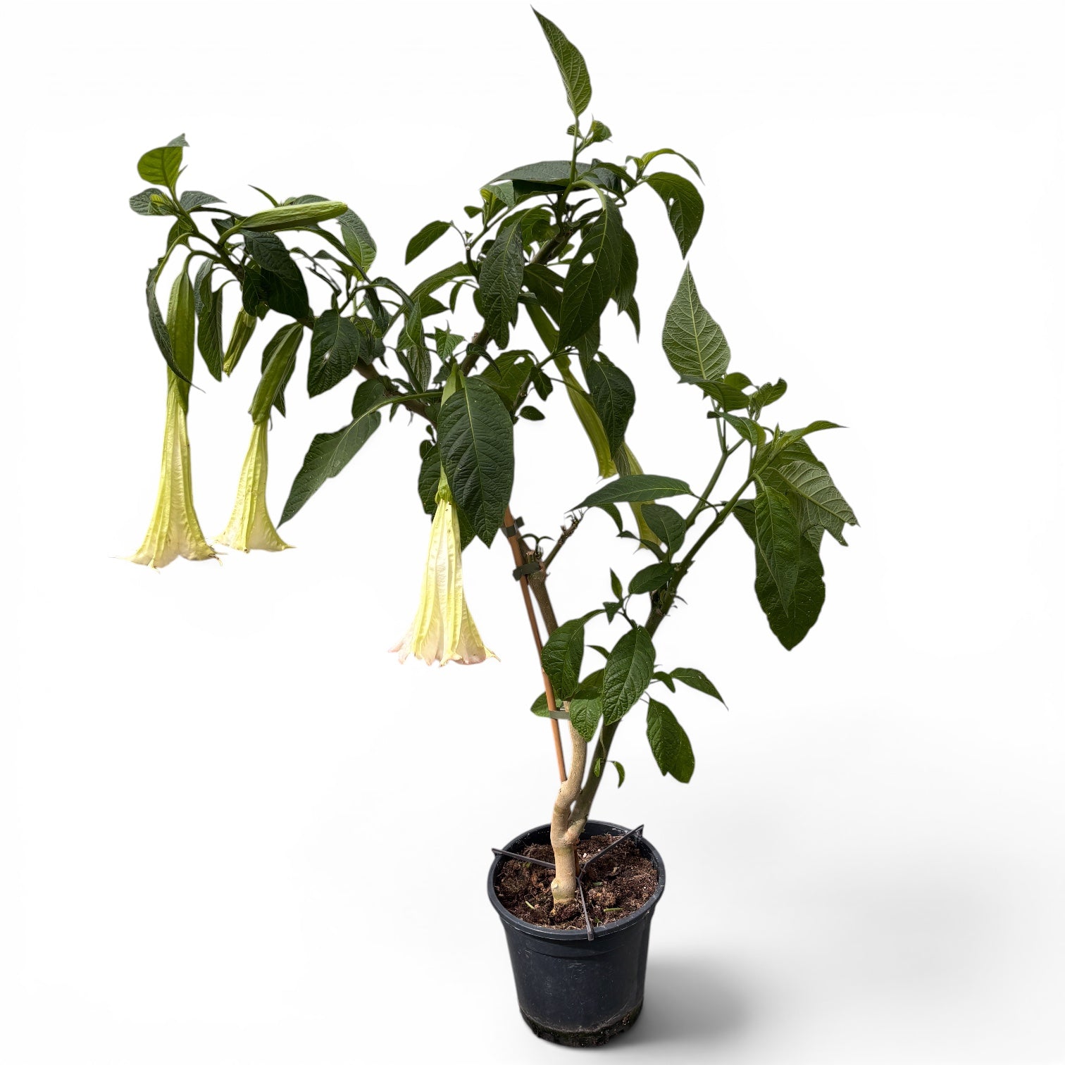 Trompeta ingerilor roz - Brugmansia arborea, flori parfumate, exemplare XL