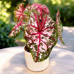 Caladium 'Carolyn Whorton'