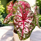 Caladium 'Carolyn Whorton'