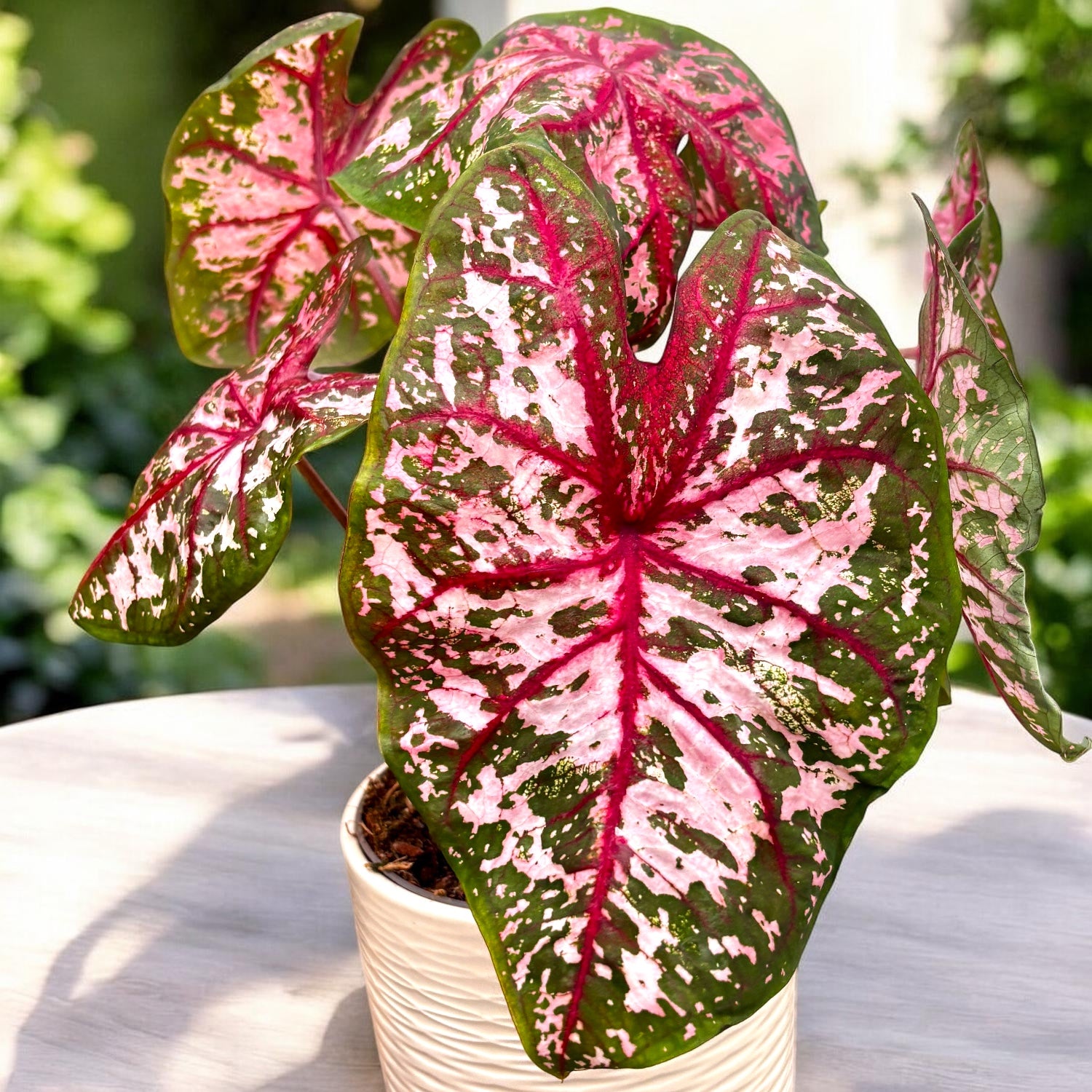 Caladium 'Carolyn Whorton'