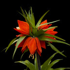 Fritillaria imperialis 'Rubra' (Rouge) - Tulipe de l'empereur rouge