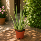 Aloe Vera Barbadensis (age 5-6 years)