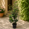 Mirt la ghiveci (Myrtus communis) XL - planta aromatica