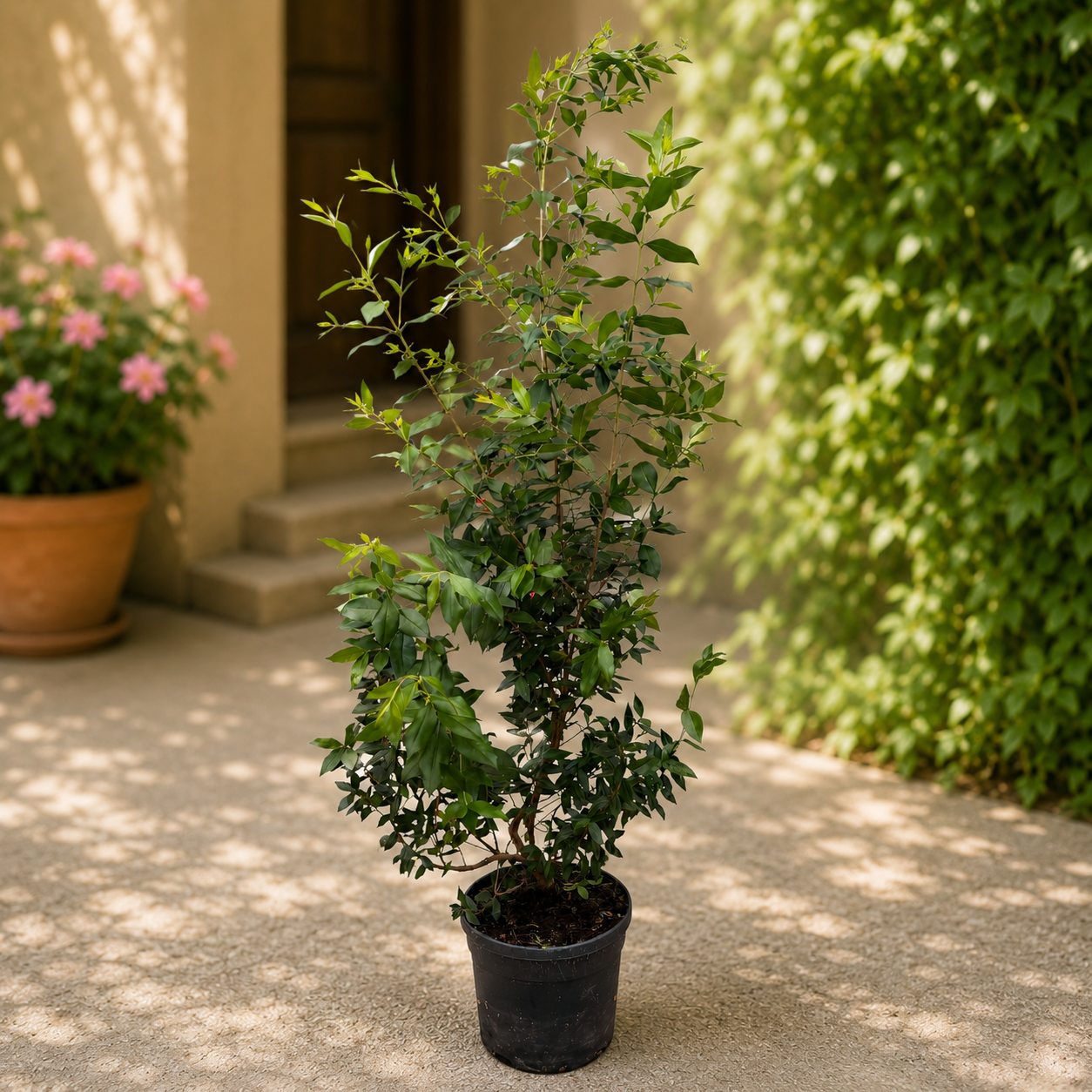 Mirt la ghiveci (Myrtus communis) XL - planta aromatica