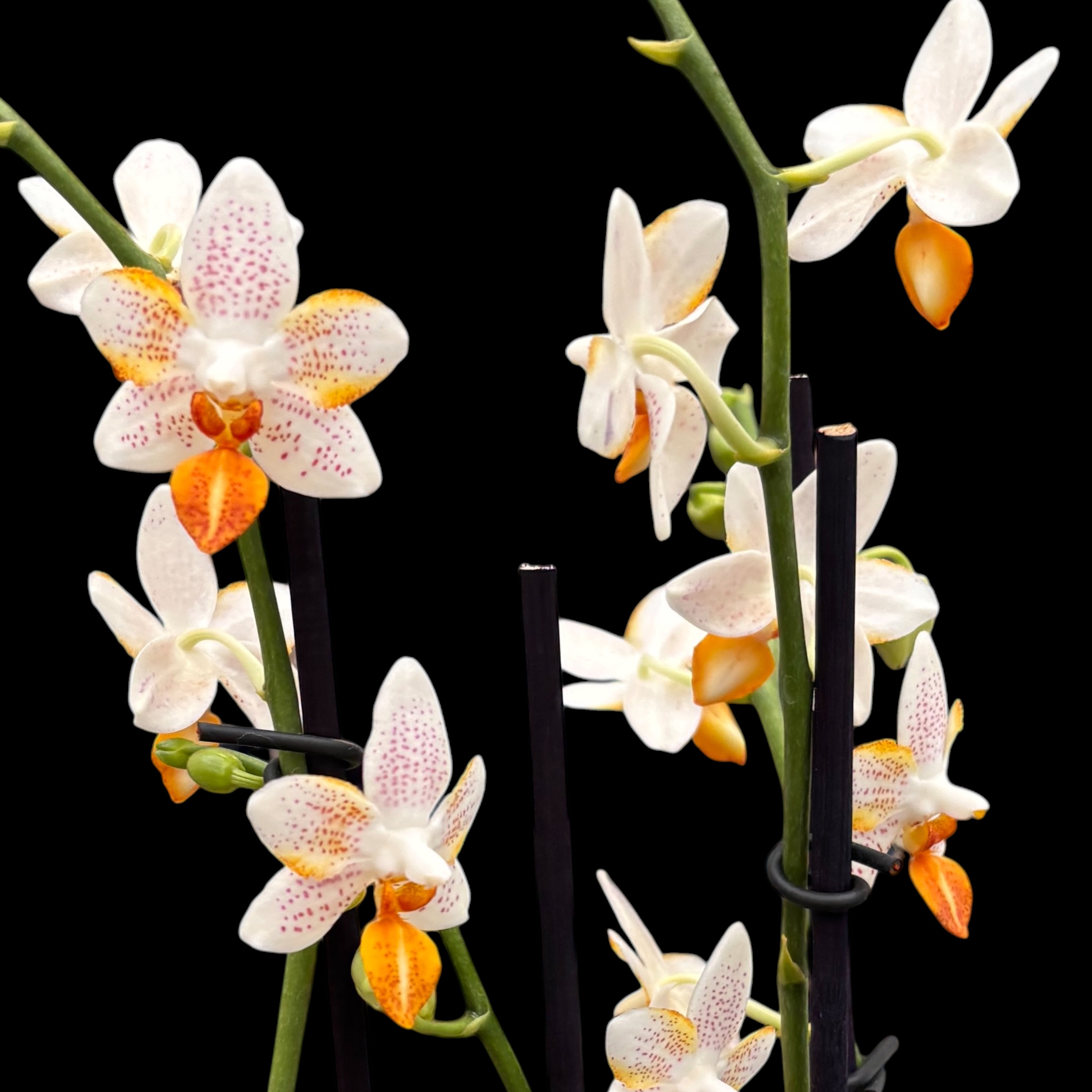 Phalaenopsis Mini Mark D12