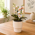 Phalaenopsis Mini Mark D12