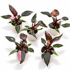Philodendron ‘Pink Princess’ - Philodendron cu roz variegatie
