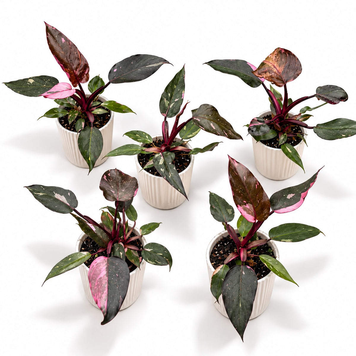 Philodendron ‘Pink Princess’ - Philodendron cu roz variegatie