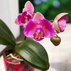 Phalaenopsis Tiannong Golden Vivien '957' (πελωρικός)