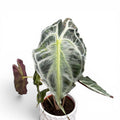 Alocasia 'Venom'
