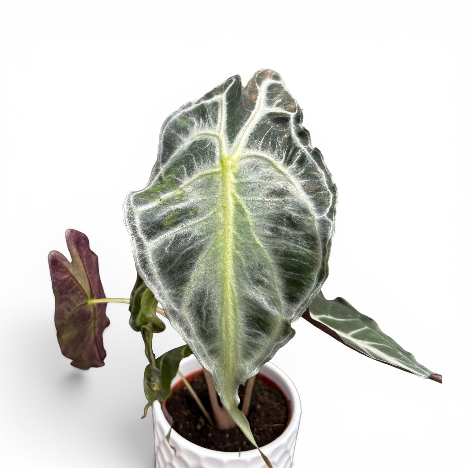 Alocasia 'Venom'