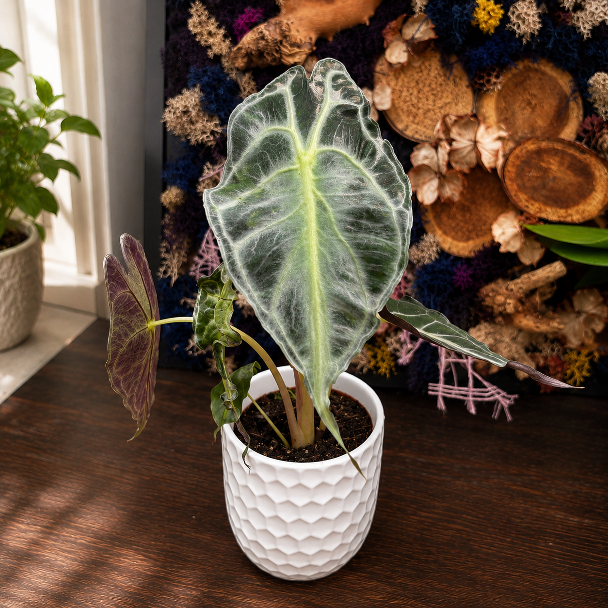 Alocasia 'Venom'