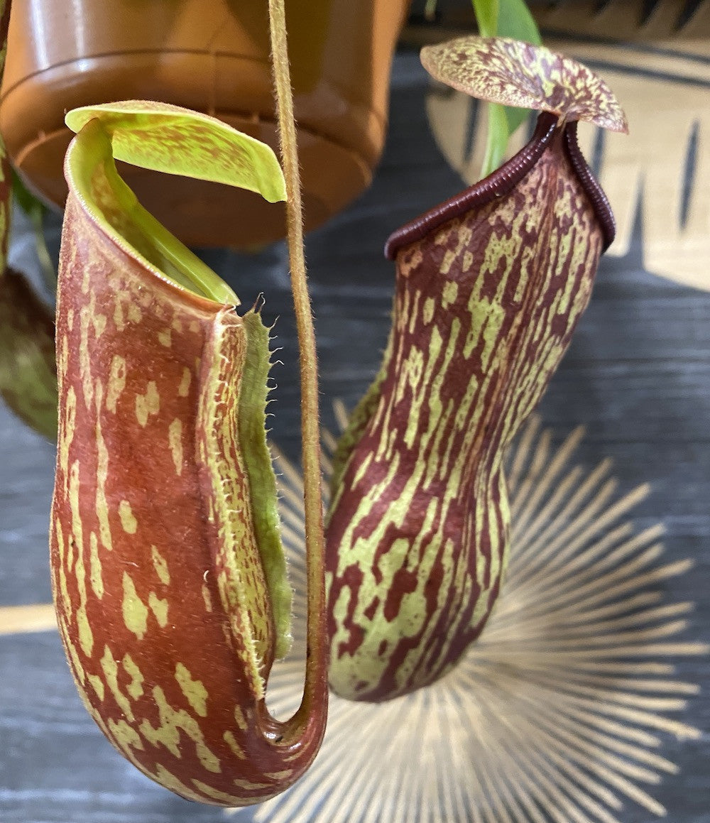 Planta carnivora Nepenthes 'Gaya'