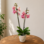 Phalaenopsis Pirate Picotee peloric - butterfly