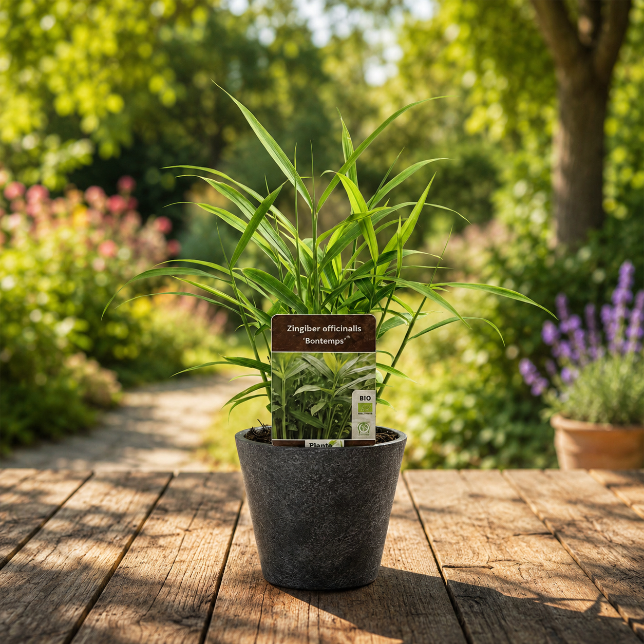 Ghimbir - Zingiber officinale 'Bontemps' (cultura biologica)