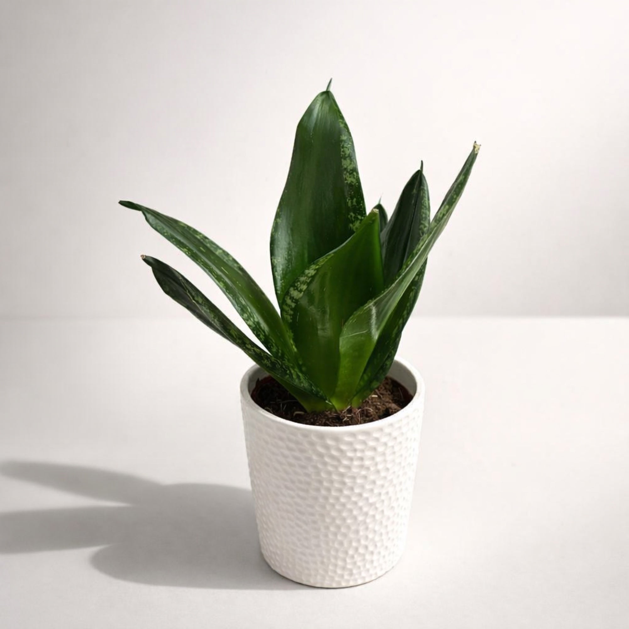 Sansevieria Silver Flame (Whitney)